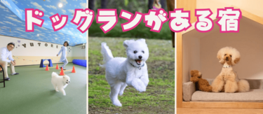 ドッグランのある宿特集