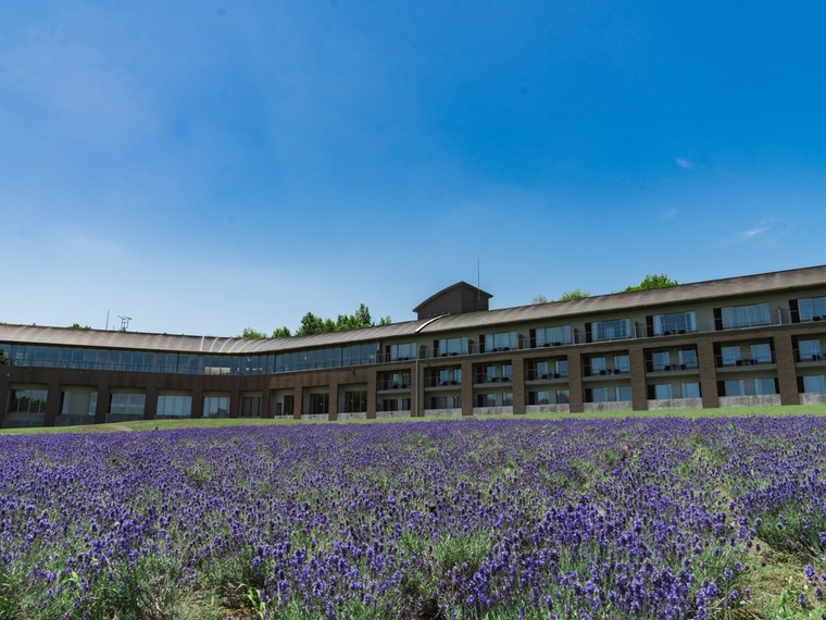 富良野ホテルFURANO HOTELのラベンダー