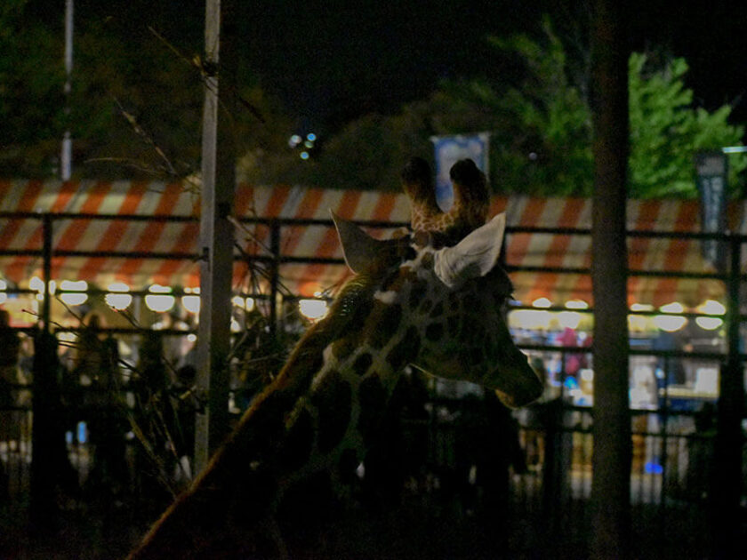 昭和62年から毎年開催されている「夜の動物園」。夏の夜ならではの動物たちの姿を観察しに行こう！