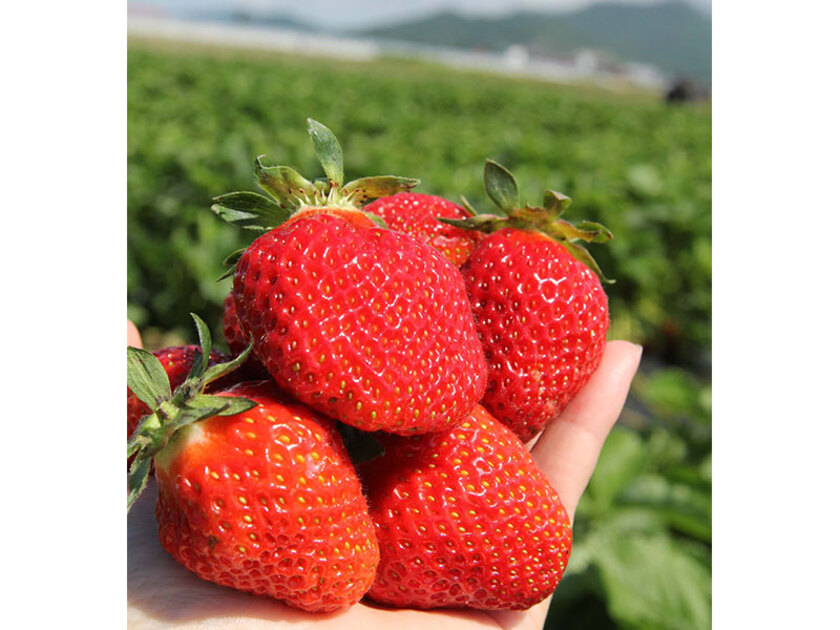 自分で摘んで食べる味わいは格別！いちご狩りのパンフレットは、JR比布駅や「遊湯ぴっぷ」、町内の商店に置いてあり、パンフレット裏には農園一覧が掲載されています
