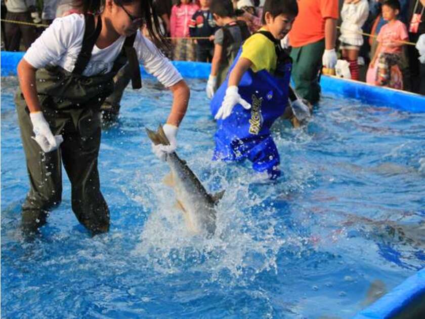 石狩さけまつり名物・サケのつかみ取り