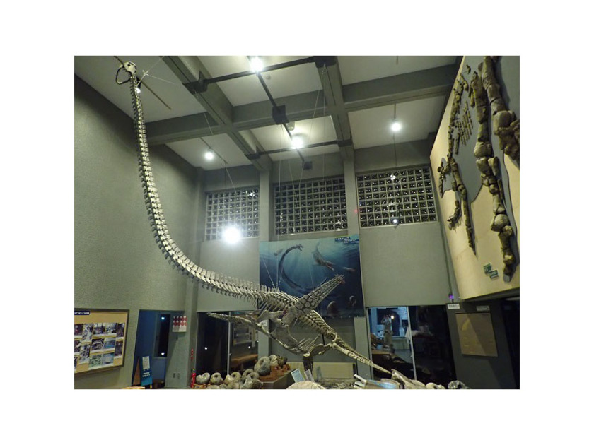 博物館入口ホールに展示されている「ホベツアラキリュウ」全身復元骨格（全長約8m）。約8,000万年前に海だったむかわ町穂別に生息したクビナガリュウ。町内で発掘された化石を元に全身を復元した