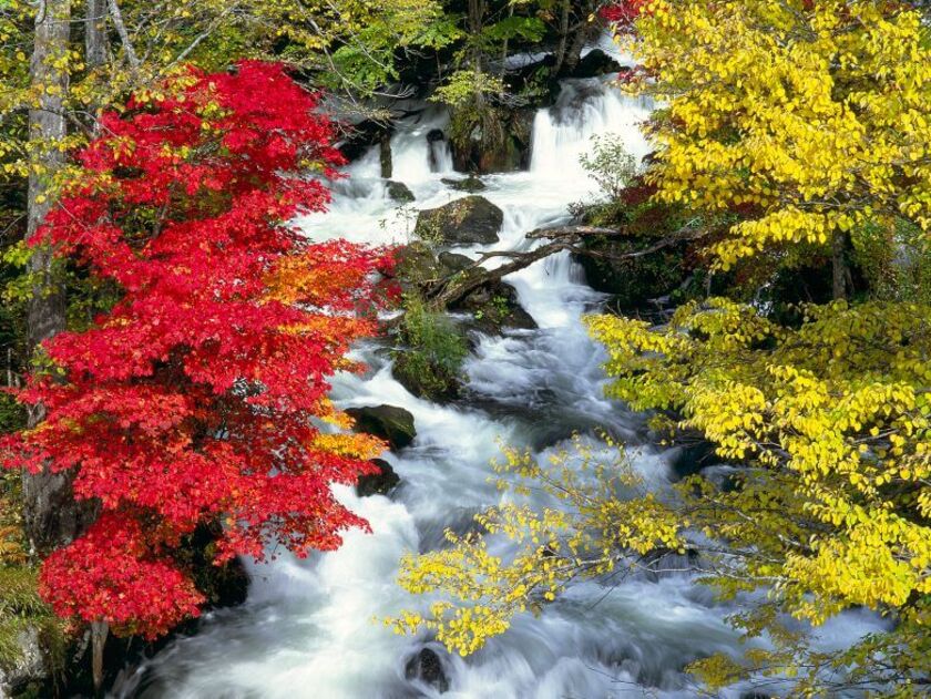 阿寒川となって流れ出す滝口付近は絶好の鑑賞ポイント。滝見橋には多くの見物客が集まります