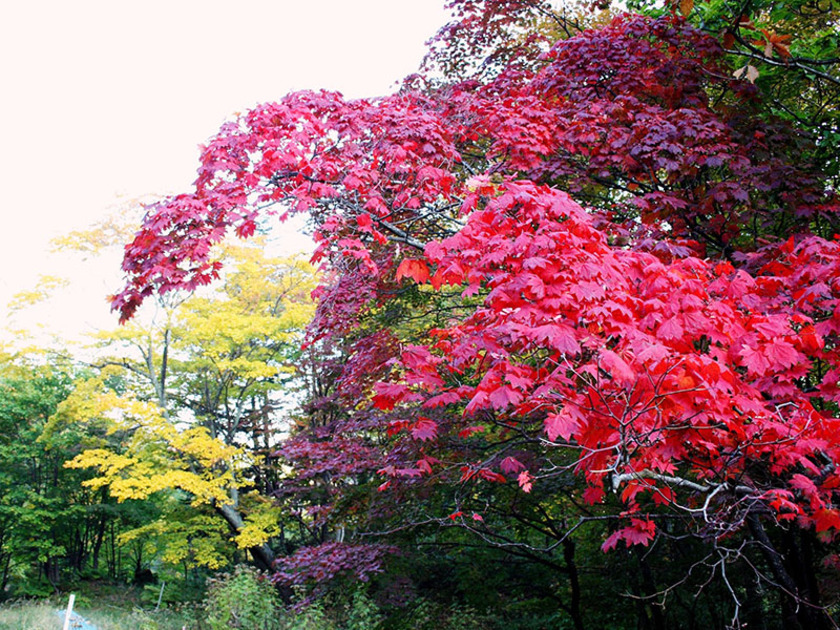 鮮やかな紅葉はもちろん、名所や大自然の動植物も観察出来る穴場スポットです