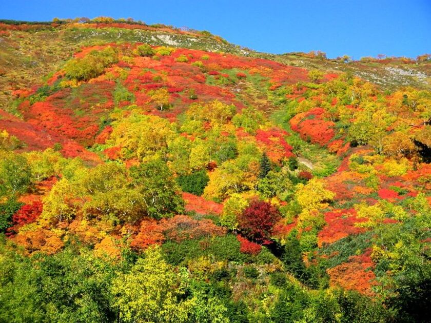 赤や黄の葉と針葉樹の緑が混ざり芸術的な色合いに。その年の気候次第だが例年9月15日前後が見ごろ