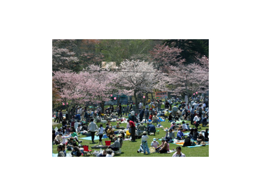 園内は桜の花が満開。エゾヤマザクラ、ヤエザクラ、ミヤマザクラなど桜の種類が木に表示されているので違いを観察してみては？