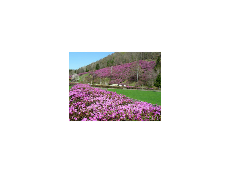 ピンクがかった紫の花々が見事なつつじ山・つつじ公園一帯