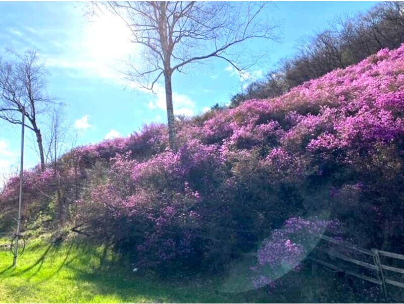 ピンクがかった紫の花々が見事なつつじ