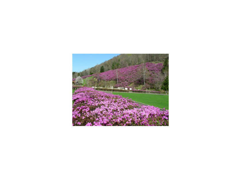 ピンクがかった紫の花々が見事なつつじ山・つつじ公園一帯
