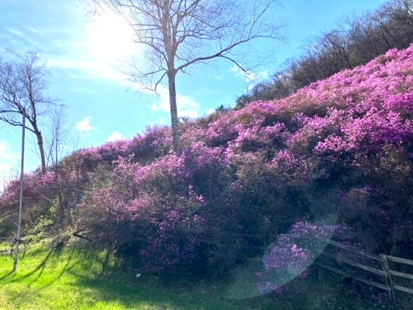 ピンクがかった紫の花々が見事なつつじ