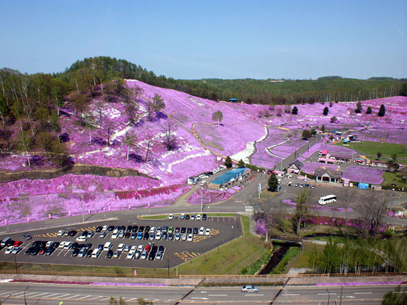 美しく広がる一面の芝桜が圧巻