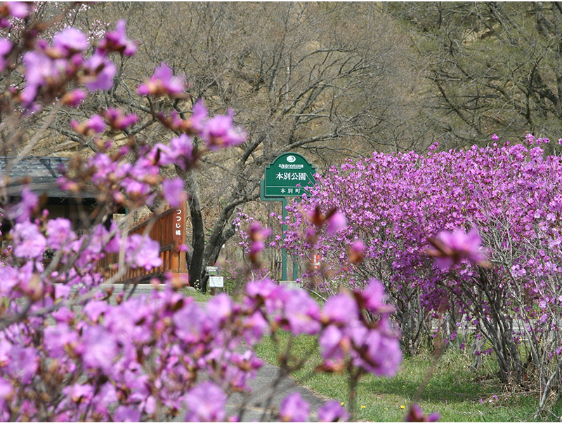 園内に群生する1万6000千株ものエゾムラサキツツジと2000本のエゾヤマザクラが一斉に開花