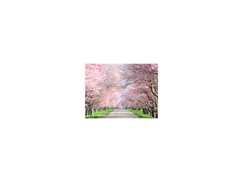 桜トンネルの名にふさわしい見事な花景色が満喫できます