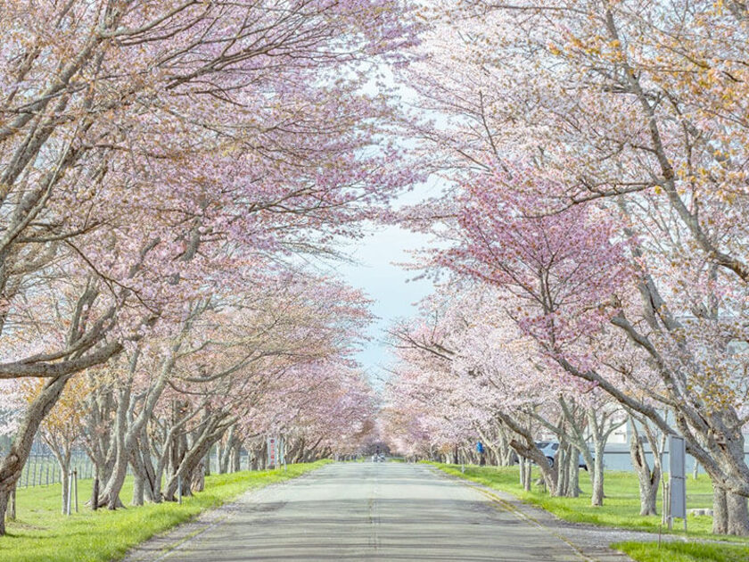 晴れた日の優駿桜ロード
