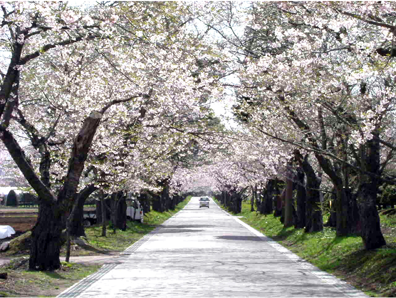 まるでトンネルのように導かれるソメイヨシノの桜並木は圧巻