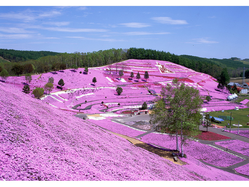 最高標高50mの山の斜面一面がピンク色に染まります 