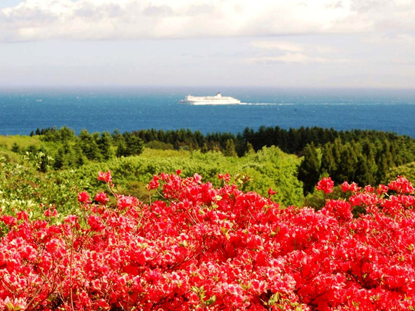 海の青と木々の緑、真紅の花が織りなす自然美に思わずため息が出てしまいそう 