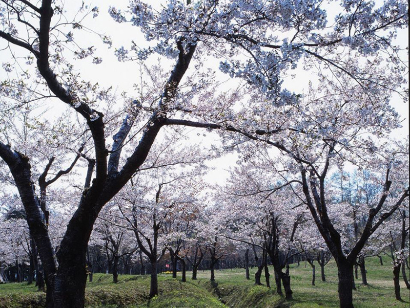 百間堀と桜です。館城は桜の名所としても知られ、現存する南側の堀と土塁の周辺には、ソメイヨシノ約200本が植えられています
