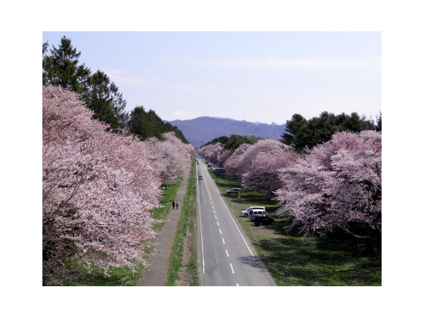 約7kmにわたって咲き誇る桜並木