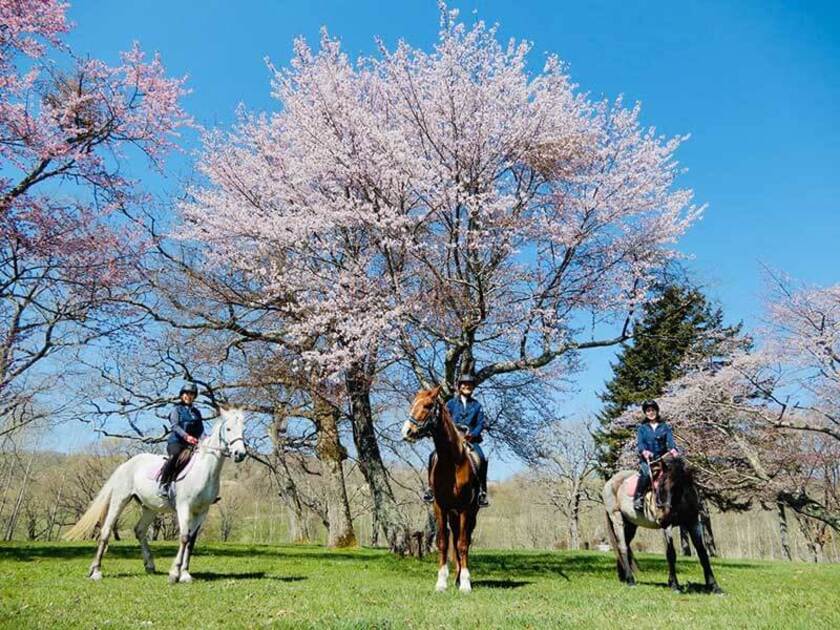 名馬の産地、そして桜も美しい浦河町で楽しむ乗馬体験は格別です