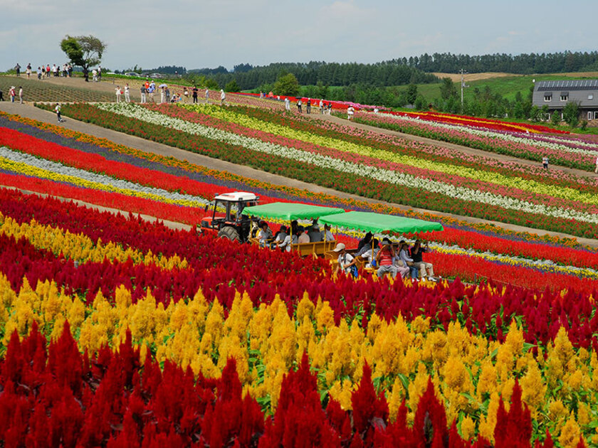 約14haもの広さを有する花畑。写真のケイトウは例年7月上旬~9月下旬頃が見頃(気候等により前後する場合あり)