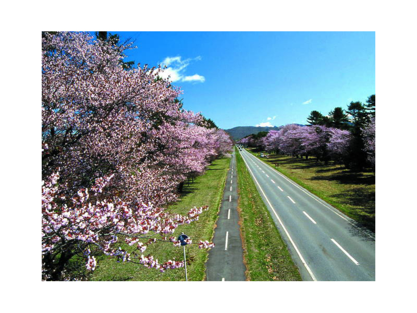 全長約7kmの直線道路に2000本を超える桜が咲き誇る桜並木。「二十間」の名前は道幅が二十間（36ｍ）あることに由来します