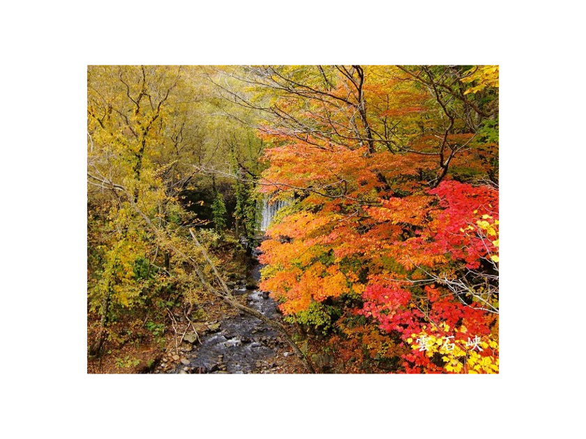 春はサクラやコブシ、秋はモミジやカエデなどの紅葉が彩りをそえ、四季の移ろいを実感できます