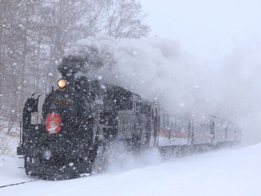 雪原を走り抜ける力強い姿が人気