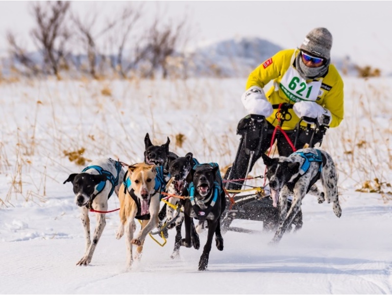 思わず歓声が沸きあがる迫力の6頭引きレースは必見