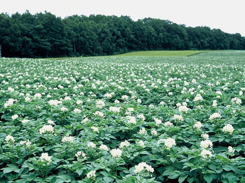 沿道には、開花時期を迎えたジャガイモ畑がどこまでも続く