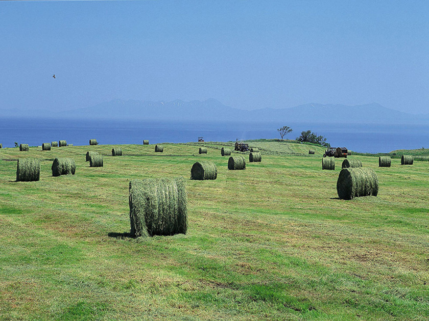 夏は牧草のロールが並ぶ牧歌的風景が広がる