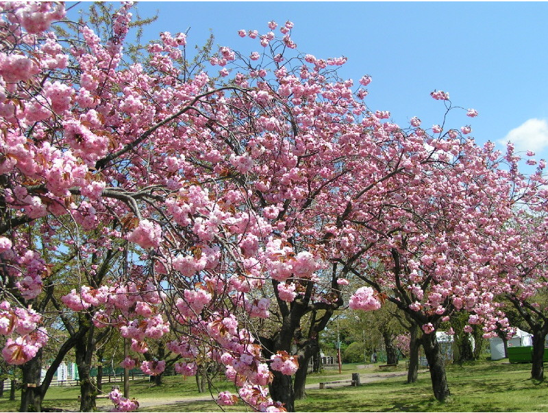 青葉ヶ丘公園では約1000本、オニウシ公園では約500本もの桜がボリューム満点に咲き誇り、訪れる人を迎えてくれます