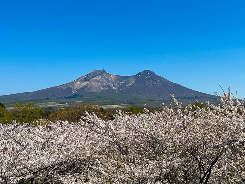 駒ヶ岳と満開のオニウシ公園の桜