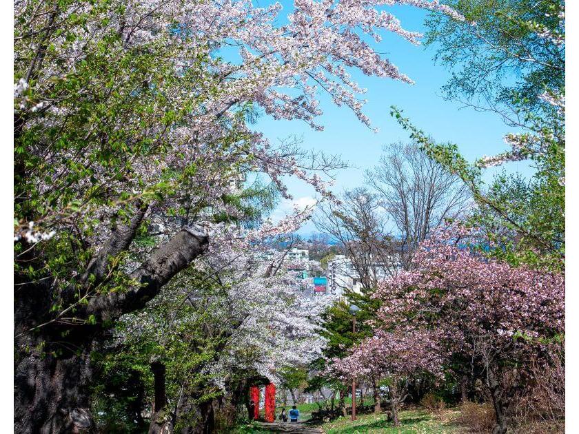 公園内には16種類もの桜が植樹されています
