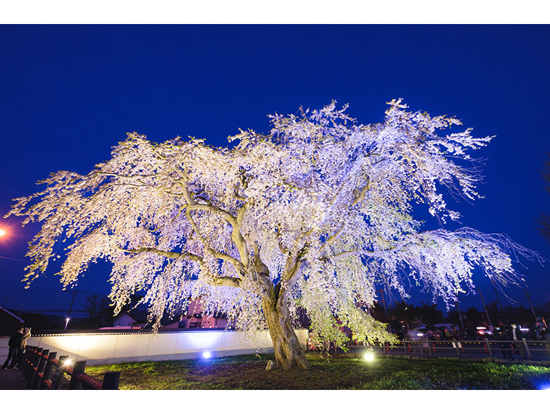 法亀寺のしだれ桜。青空に枝を伸ばす姿も美しいですが、夜のライトアップは絢爛豪華