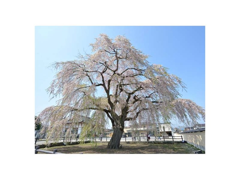 境内に咲き誇るしだれ桜の見事な枝ぶり