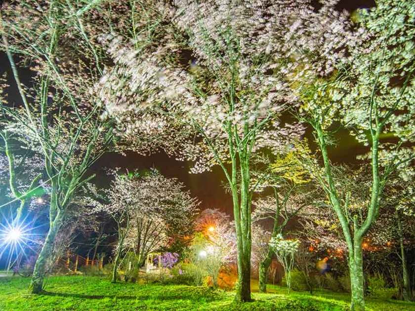 ライトアップされた彩り豊かな夜桜が見られます