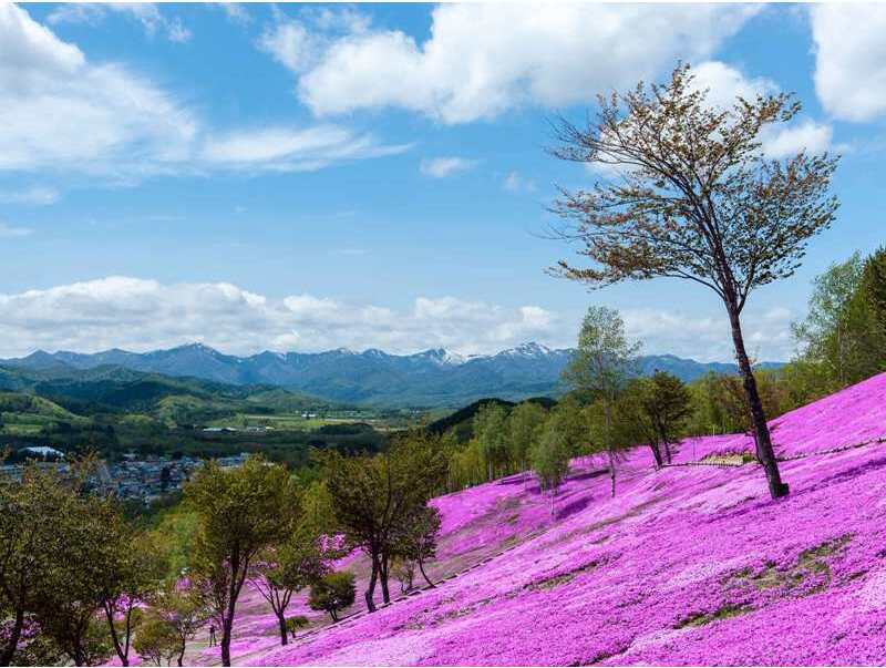 例年、5月中旬に満開の見頃を迎えます