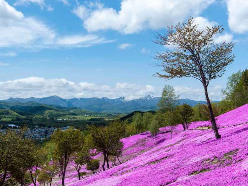 例年、5月中旬に満開の見頃を迎えます