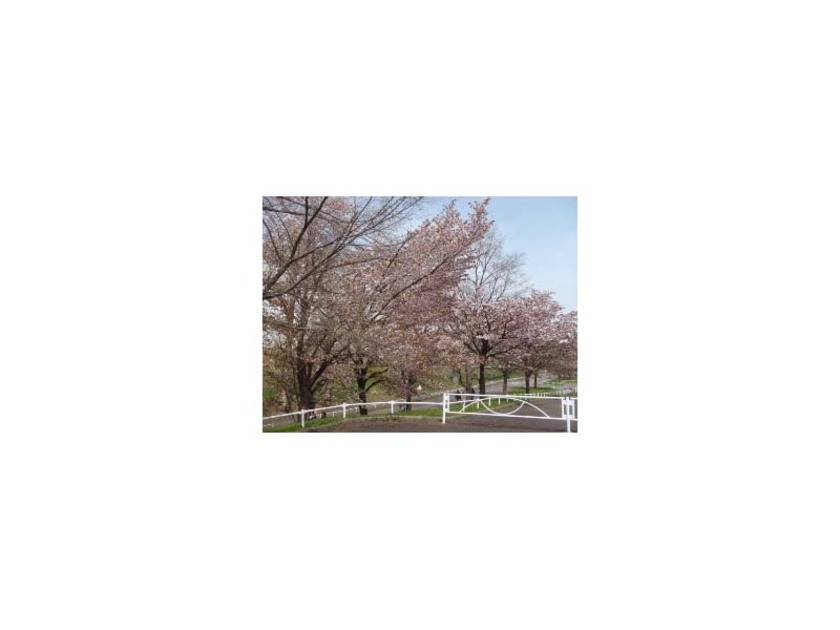 園内では、桜の開花時期になると、エゾヤマザクラやソメイヨシノが楽しめます