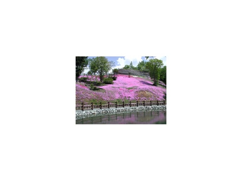 軍艦岩一帯に咲く芝桜は、ピンクの絨毯のように見えて綺麗です