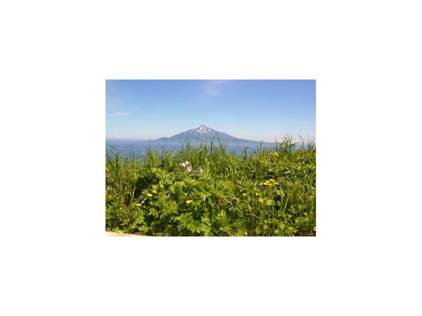 礼文林道コースは利尻富士を望む絶景ポイントや、レブンウスユキソウ群生地などを経由します（写真はイメージ）