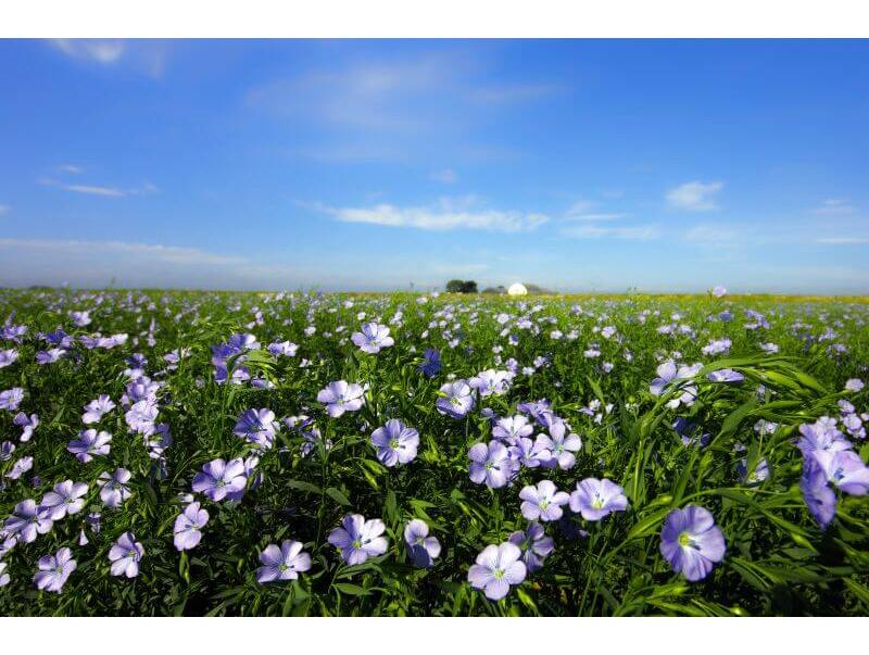 亜麻の花は早朝が見ごろ。初夏を彩る亜麻の美しい風景