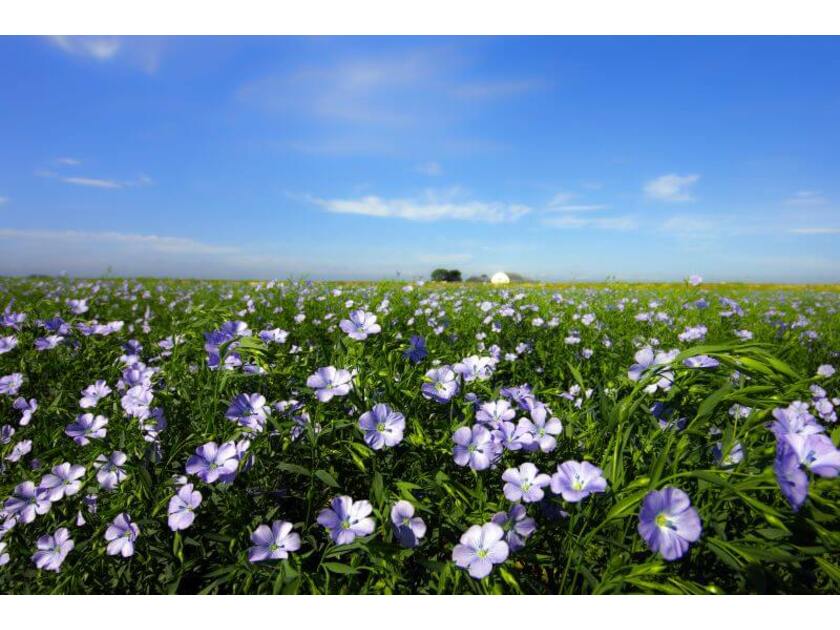 亜麻の花は早朝が見ごろ。初夏を彩る亜麻の美しい風景