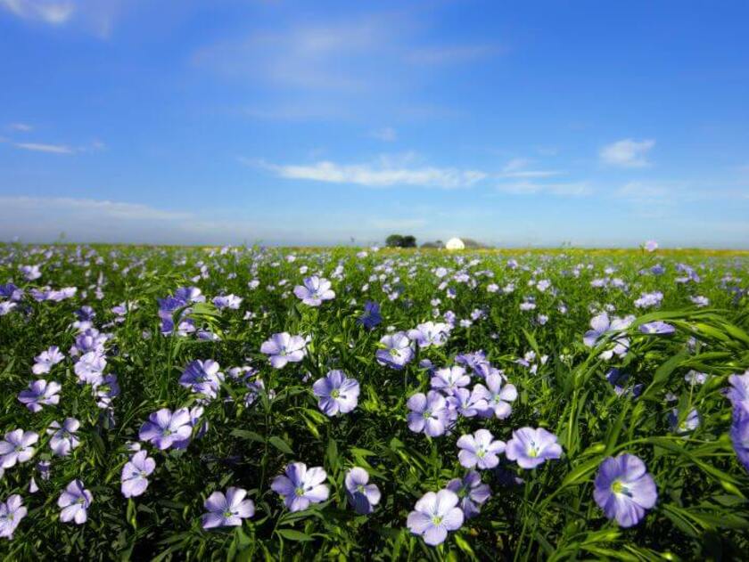 亜麻の花は早朝が見ごろ。初夏を彩る亜麻の美しい風景