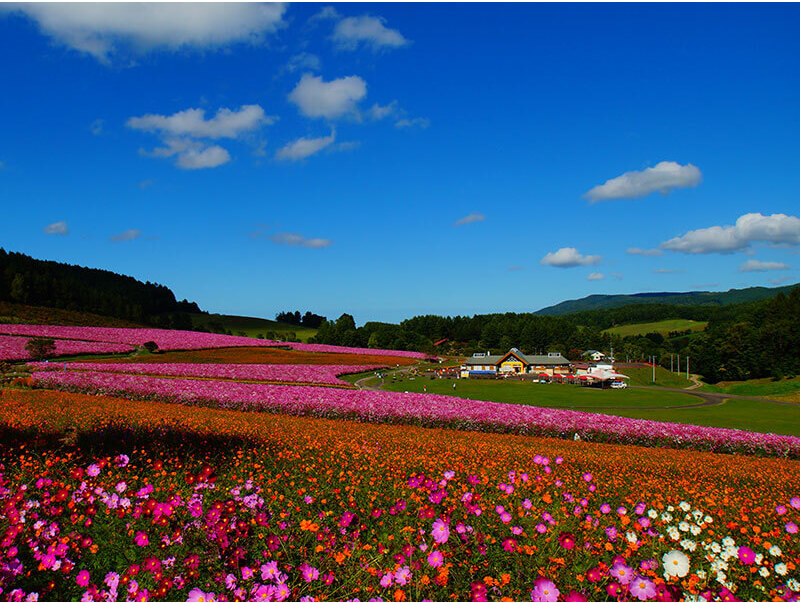 満開を迎えたコスモス園