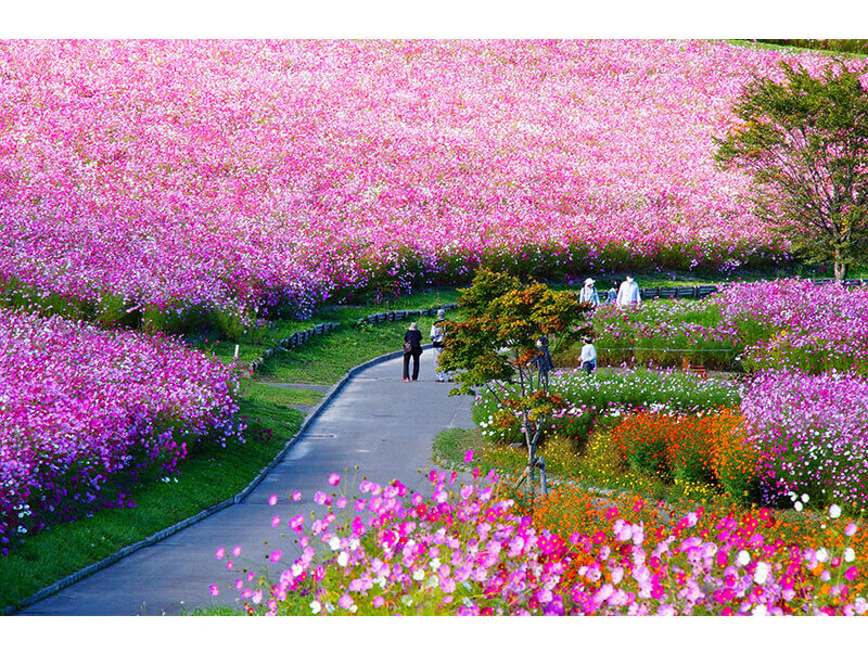 1,000万本のコスモスは圧巻です