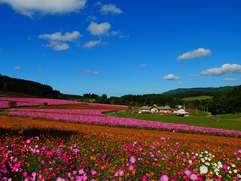 満開を迎えたコスモス園