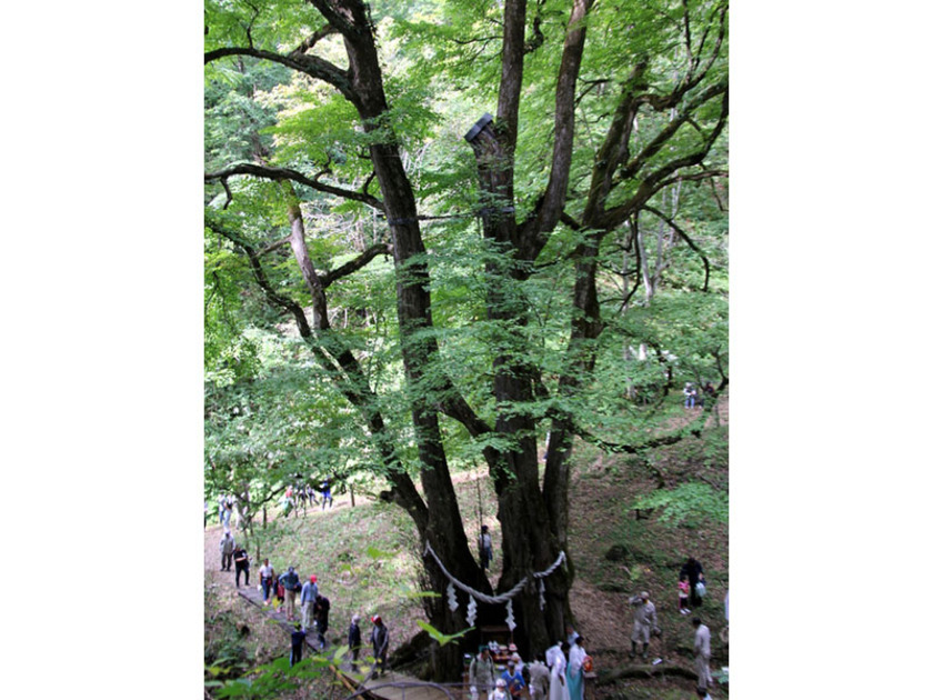 縁桂は樹齢約500年、高さ約40メートル、幹の周囲が最大5.5メートルの桂の巨木です