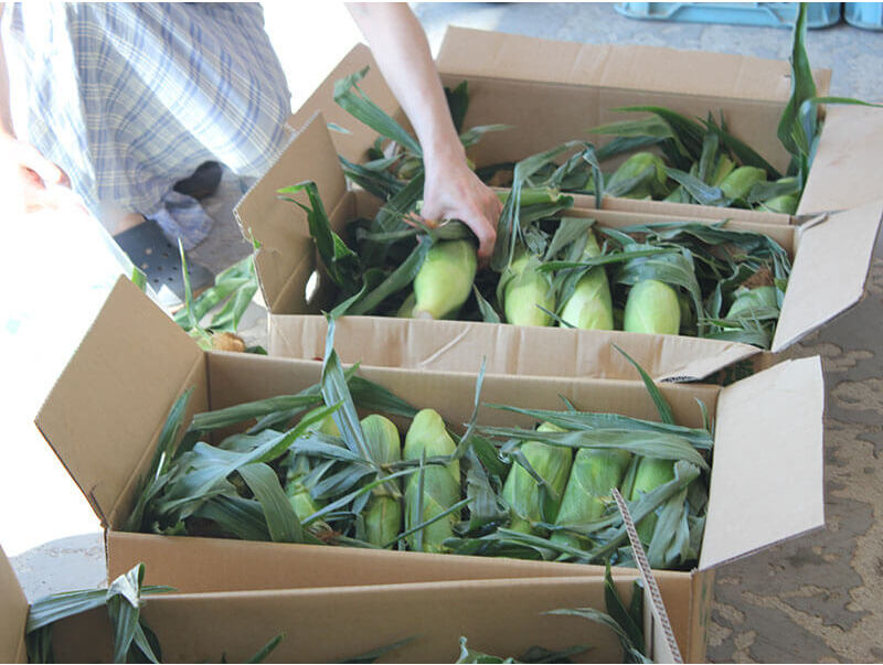 甘くておいしいトウモロコシはいかが？